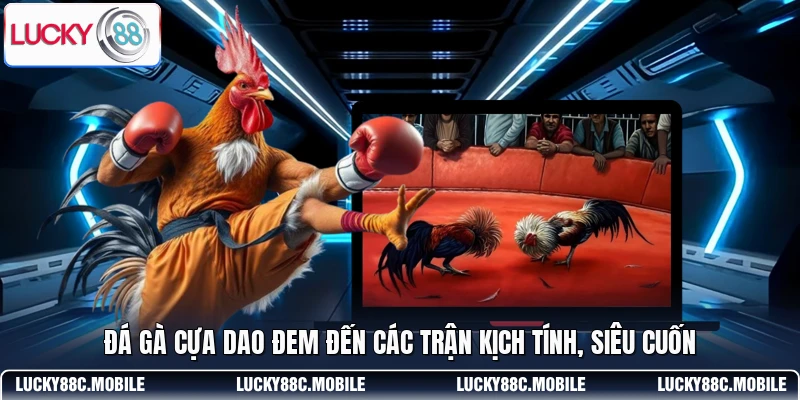 Đá gà cựa dao đem đến các trận kịch tính, siêu cuốn
