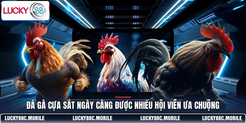 Đá gà cựa sắt ngày càng được nhiều hội viên ưa chuộng
