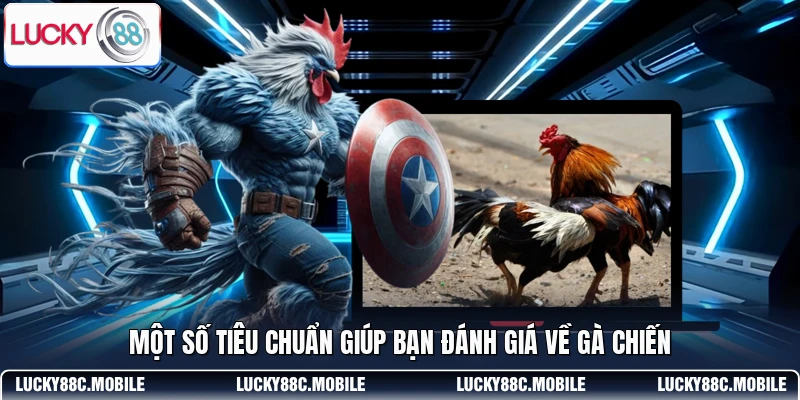Một số tiêu chuẩn giúp bạn đánh giá về gà chiến